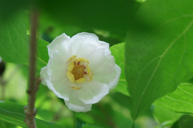 平家物語 諸行無常から考える私にとって本当に大切なこととは １から分かる親鸞聖人と浄土真宗