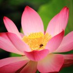 仏教で蓮の花がよく出てくるのはどうしてでしょうか。仏教と蓮の関係について