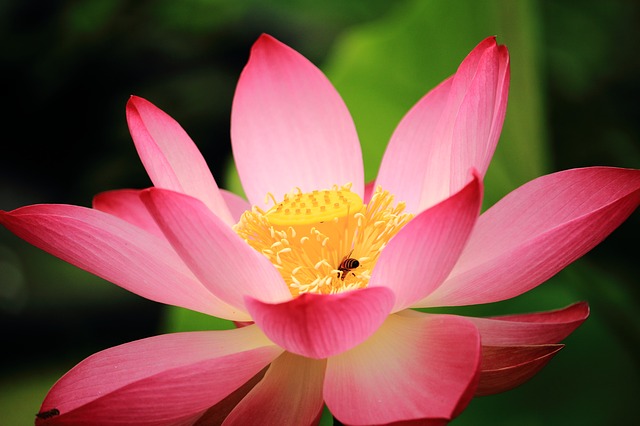 仏教で蓮の花がよく出てくるのはどうしてでしょうか。
