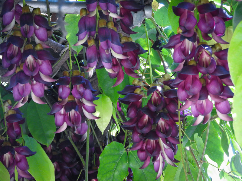 トビカズラの別名 優曇華 優曇華 とはどんな花 １から分かる親鸞聖人と浄土真宗